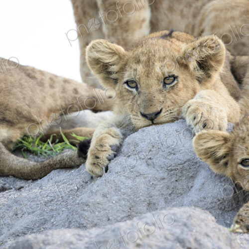 Lion cubs, Panthera leo, lie together on a termite mound, ears forward, looking out of…