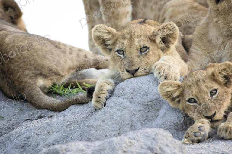 Lion cubs, Panthera leo, lie together on a termite mound, ears forward, looking out of…