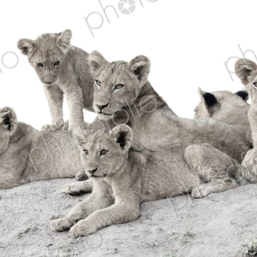 Lion cubs, Panthera leo, lie together on a termite mound, looking out of frame