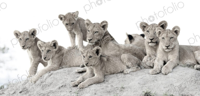 Lion cubs, Panthera leo, lie together on a termite mound, looking out of frame