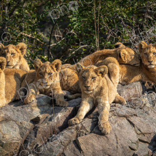 Lion cubs, Panthera leo, lying on a boulder together. Lion cubs, Panthera leo, lying on a boulder together.