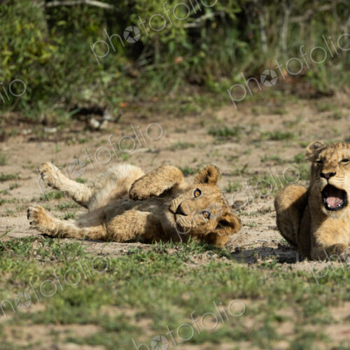 Lion cubs, Panthera leo, lying together.