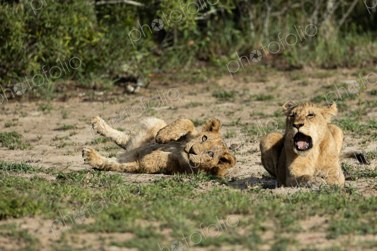 Lion cubs, Panthera leo, lying together.