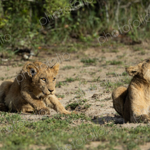 Lion cubs, Panthera leo, lying together.