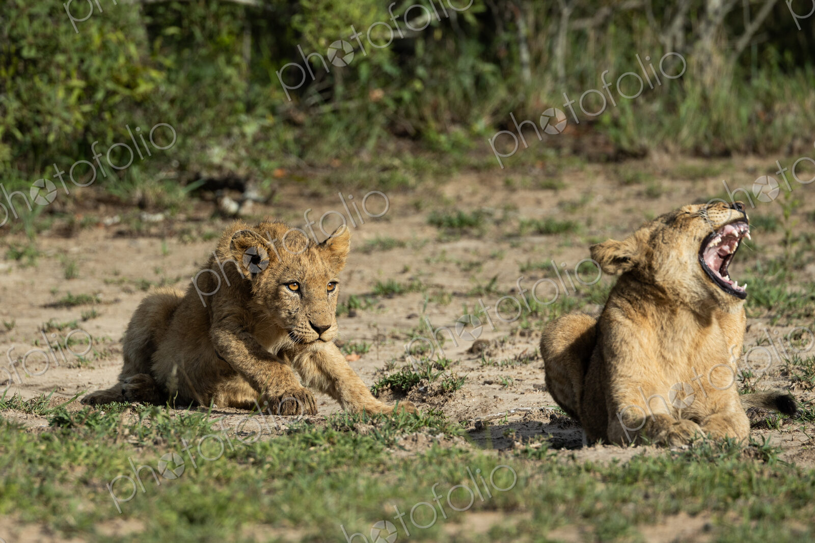 Lion cubs, Panthera leo, lying together.