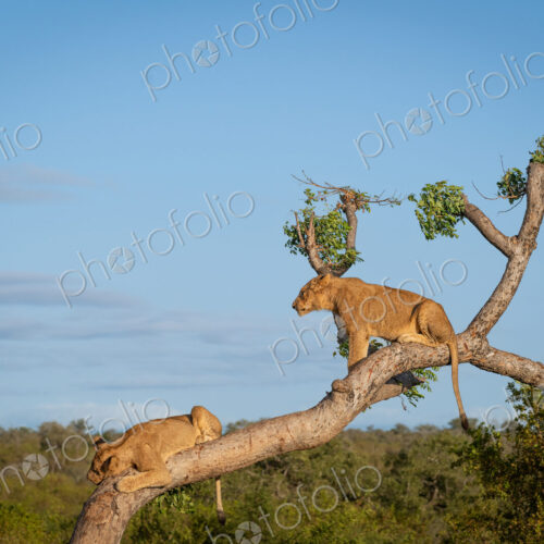 Lion cubs, Panthera leo, playing in a tree. Lion cubs, Panthera leo, playing in a tree.