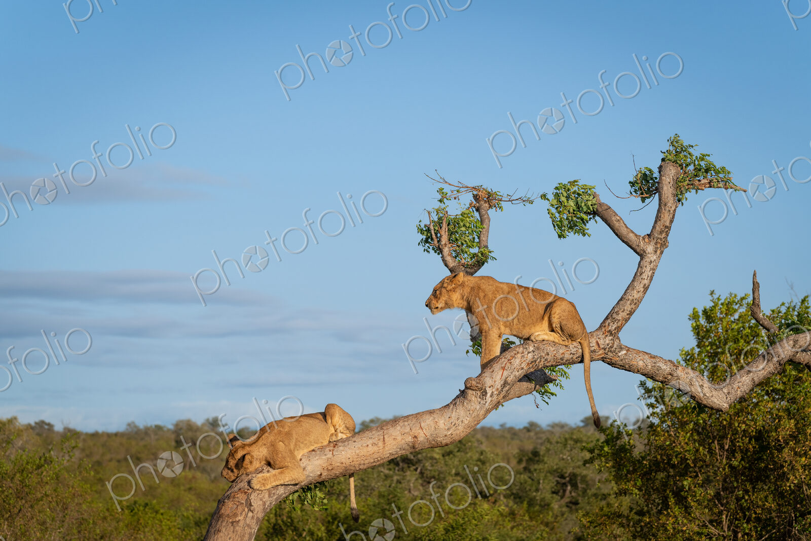 Lion cubs, Panthera leo, playing in a tree.
