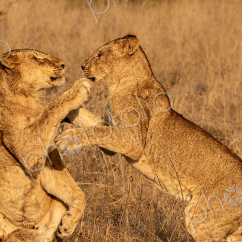 Lion cubs, Panthera leo, playing together.