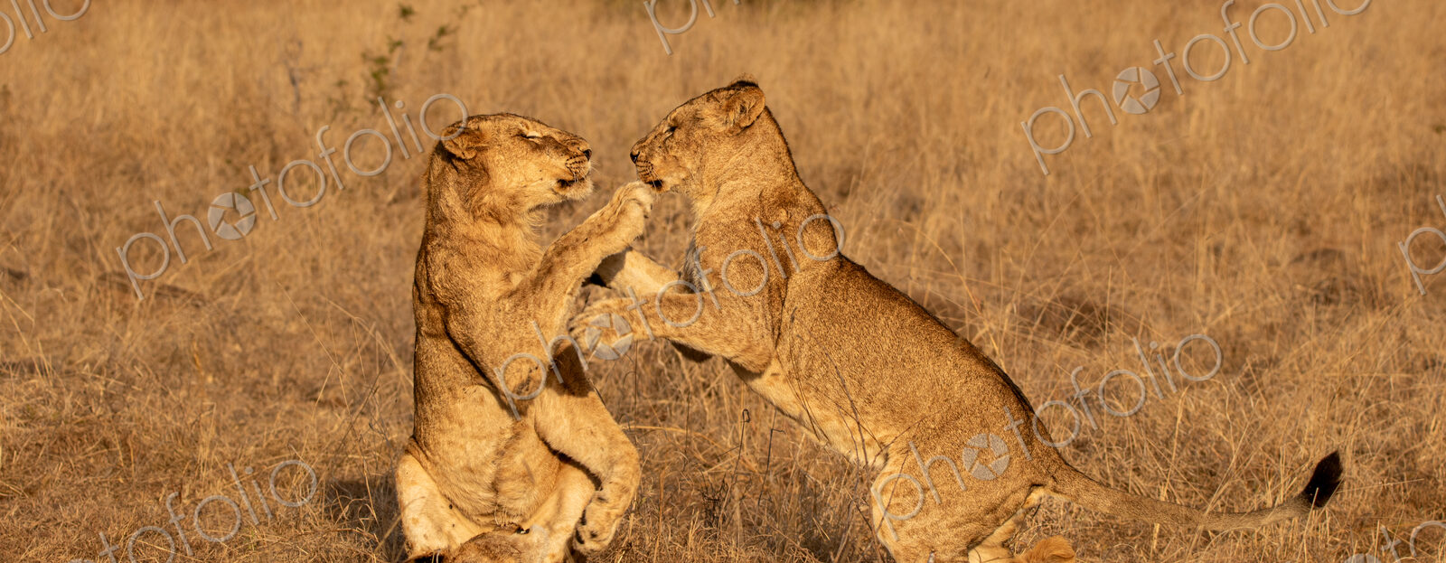 Lion cubs, Panthera leo, playing together.