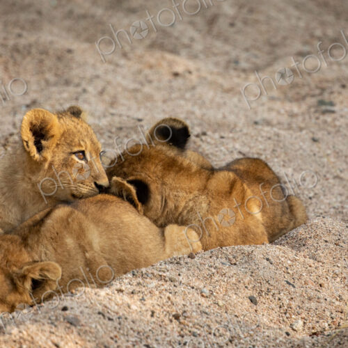 Lion cubs, Panthera leo, playing together in the sand. Lion cubs, Panthera leo, playing together in the sand.