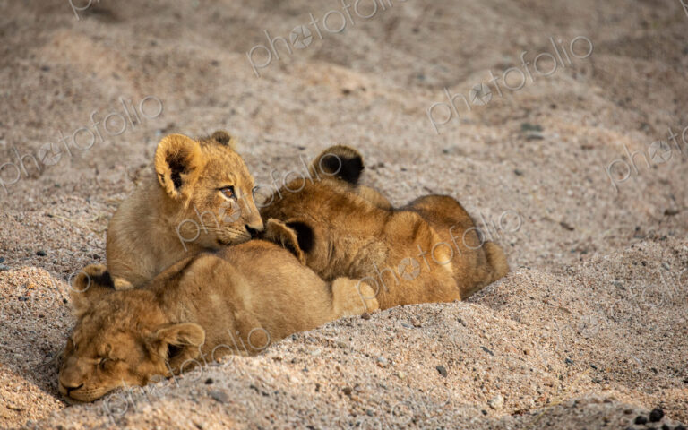 Lion cubs, Panthera leo, playing together in the sand.