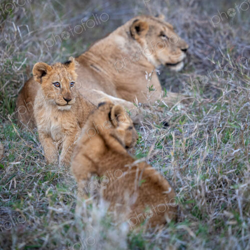 Lion cubs, Panthera leo, sitting together in grass. Lion cubs, Panthera leo, sitting together in grass.