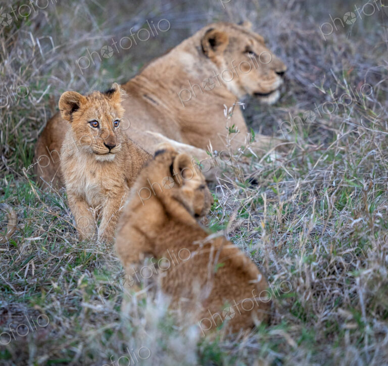 Lion cubs, Panthera leo, sitting together in grass.