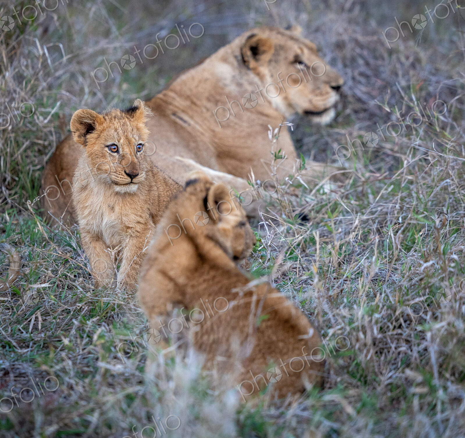 Lion cubs, Panthera leo, sitting together in grass.