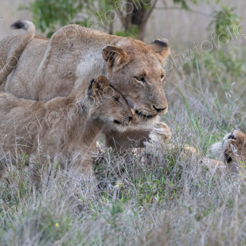 Lion cubs, Panthera leo, sitting together in grass. Lion cubs, Panthera leo, sitting together in grass.