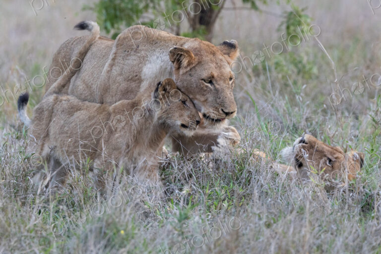 Lion cubs, Panthera leo, sitting together in grass.