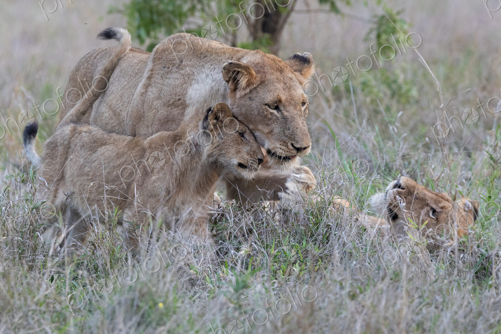 Lion cubs, Panthera leo, sitting together in grass.