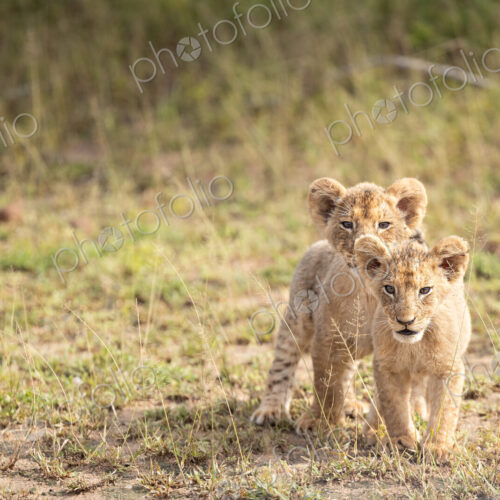 Lion cubs, Panthera leo, standing next to each other. Lion cubs, Panthera leo, standing next to each other.