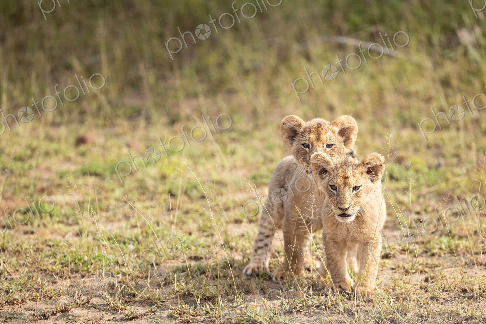 Lion cubs, Panthera leo, standing next to each other.