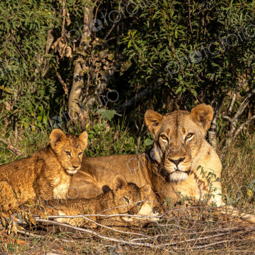 Lion cubs and a lioness, Panthera leo, lying next to each other. Lion cubs and a lioness, Panthera leo, lying next to each other.