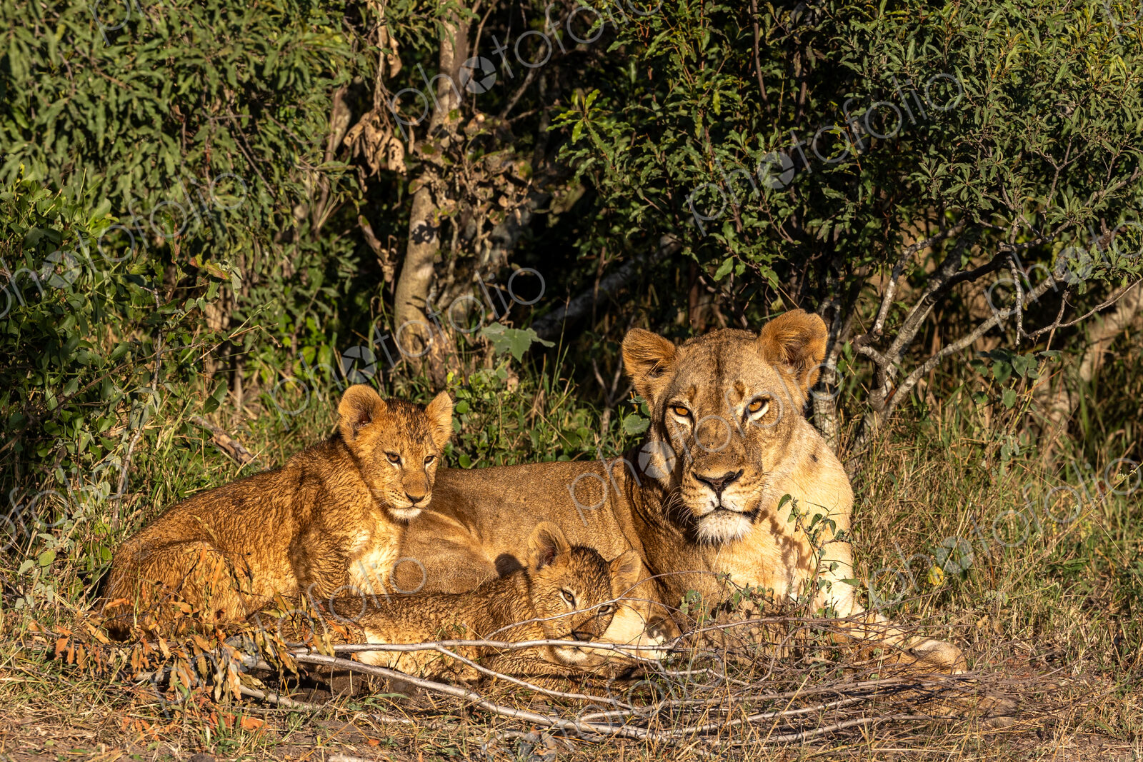 Lion cubs and a lioness, Panthera leo, lying next to each other.
