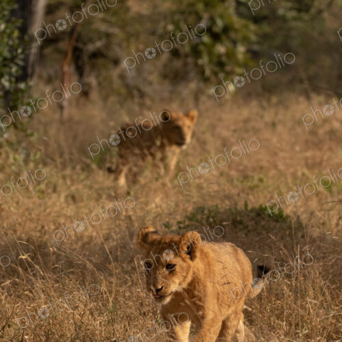 Lion cubs together in the wild, Panthera leo. Lion cubs together in the wild, Panthera leo.