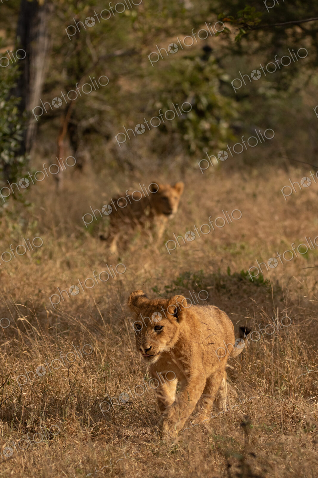 Lion cubs together in the wild, Panthera leo.