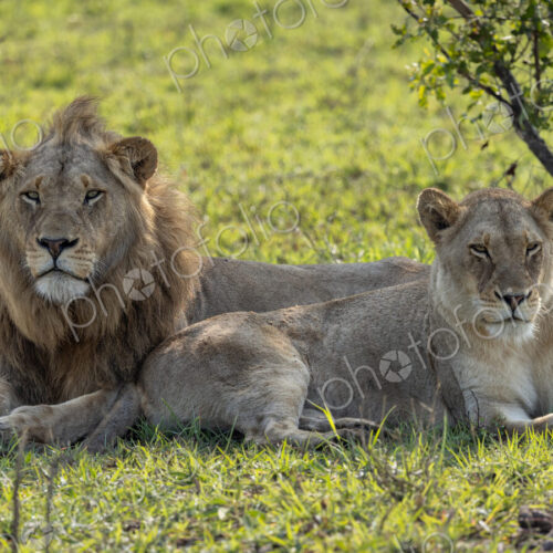 Lion pair, Panthera leo, male and female lying together. Lion pair, Panthera leo, male and female lying together.