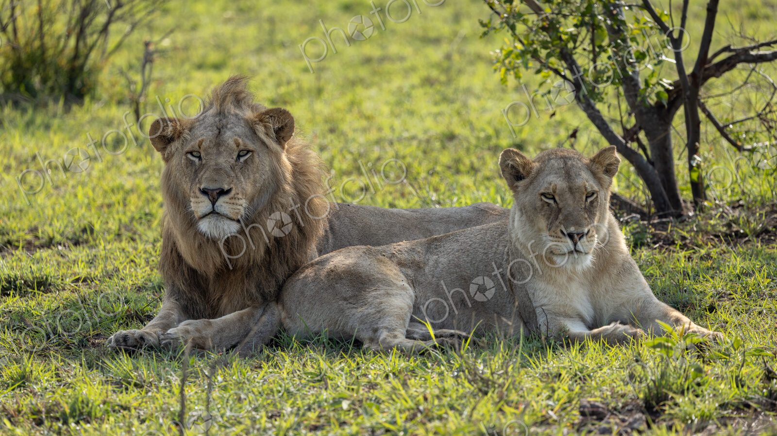 Lion pair, Panthera leo, male and female lying together.