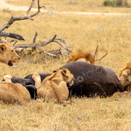 Lion pride, Panthera leo, feeding on a buffalo carcass. Lion pride, Panthera leo, feeding on a buffalo carcass.