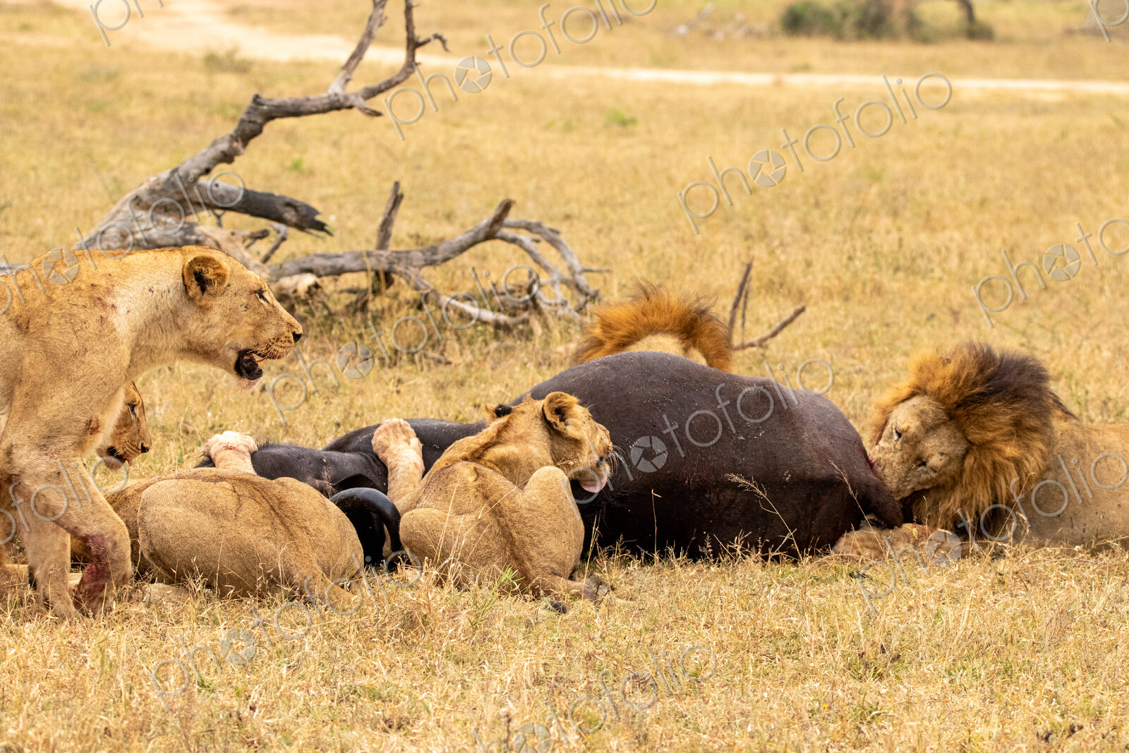 Lion pride, Panthera leo, feeding on a buffalo carcass.