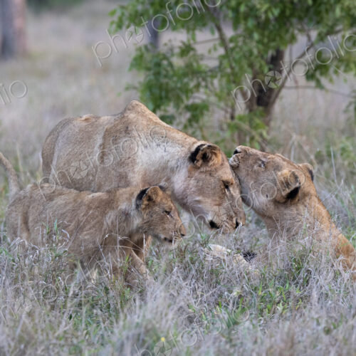 Lion pride, Panthera leo, greet each other. Lion pride, Panthera leo, greet each other.