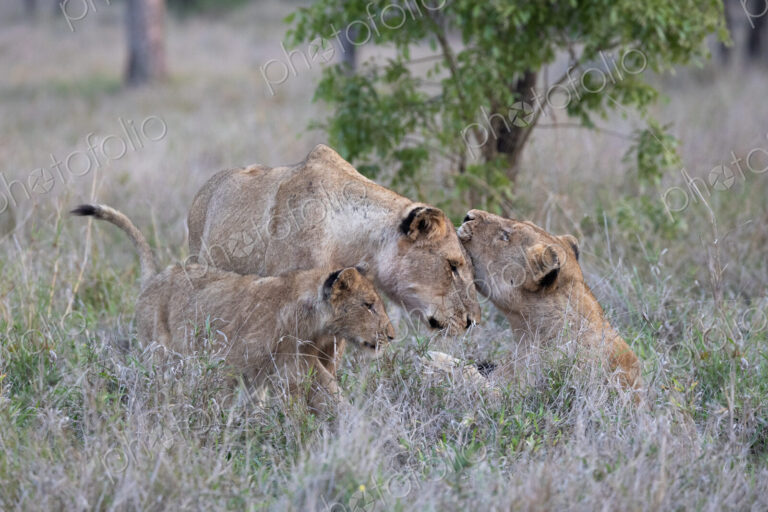 Lion pride, Panthera leo, greet each other.