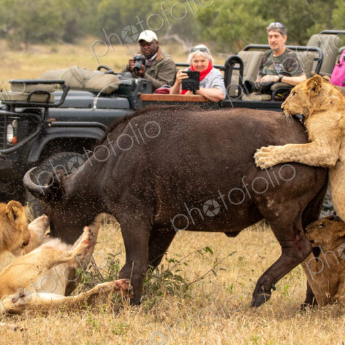 Lion pride, Panthera leo, killing a buffalo, with safari vehicle in background. Lion pride, Panthera leo, killing a buffalo, with safari vehicle in background.