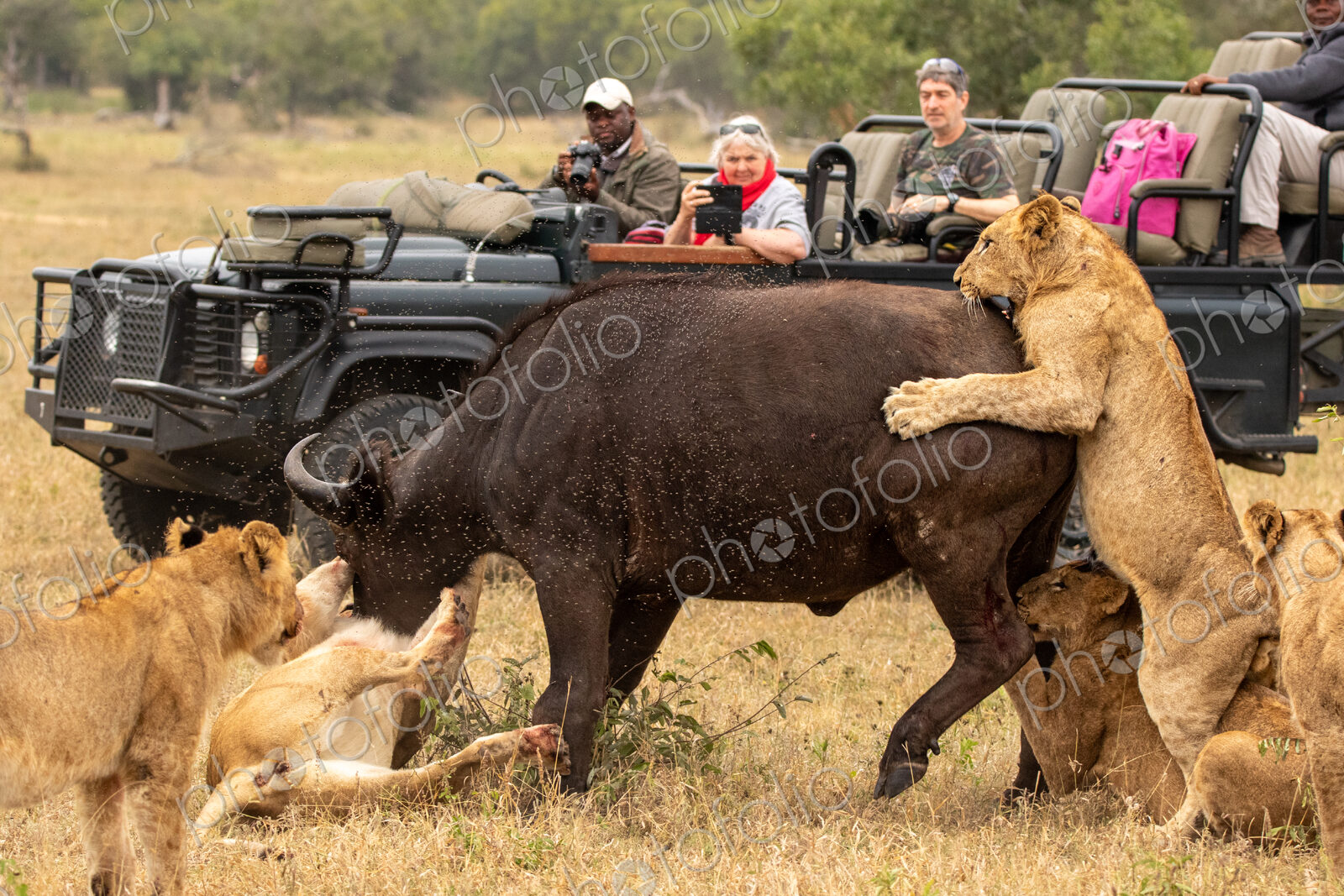 Lion pride, Panthera leo, killing a buffalo, with safari vehicle in background.