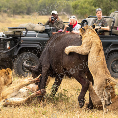 Lion pride, Panthera leo, killing a buffalo, with safari vehicle in background. Lion pride, Panthera leo, killing a buffalo, with safari vehicle in background.