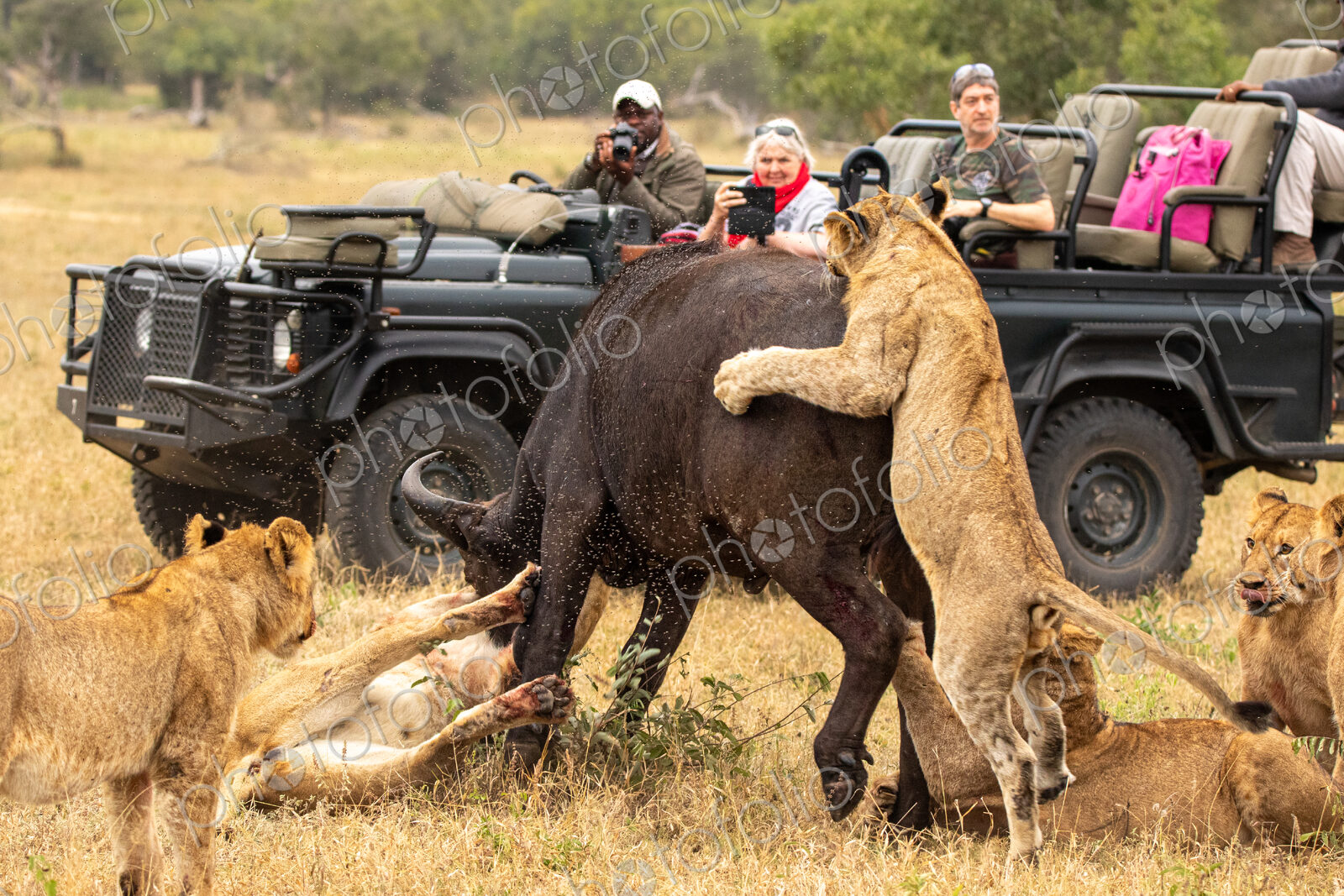 Lion pride, Panthera leo, killing a buffalo, with safari vehicle in background.