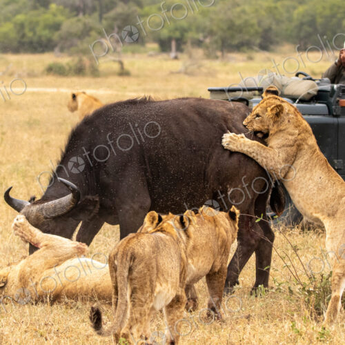 Lion pride, Panthera leo, killing a buffalo, with safari vehicle in background. Lion pride, Panthera leo, killing a buffalo, with safari vehicle in background.