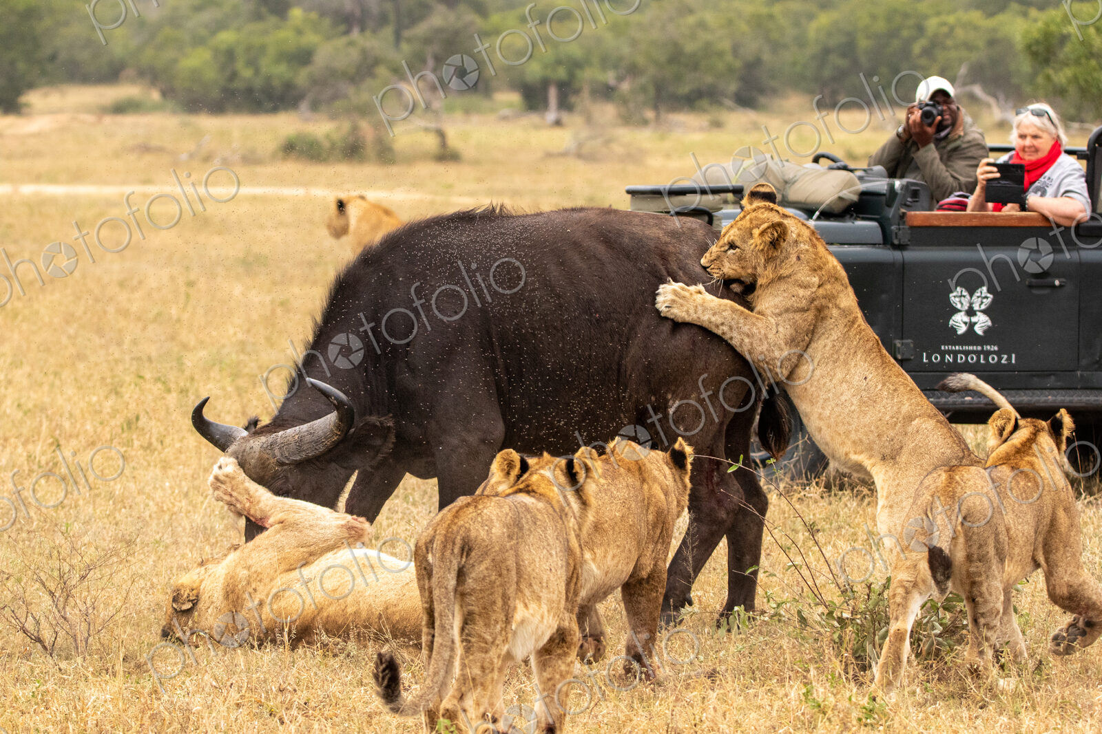 Lion pride, Panthera leo, killing a buffalo, with safari vehicle in background.