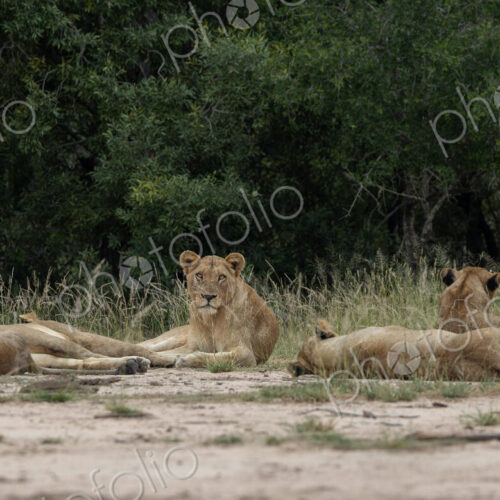 Lion pride, Panthera leo, resting together, direct gaze. Lion pride, Panthera leo, resting together, direct gaze.
