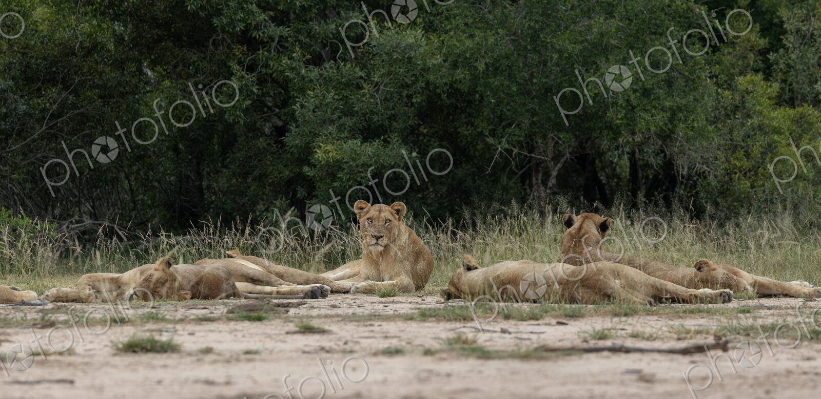 Lion pride, Panthera leo, resting together, direct gaze.