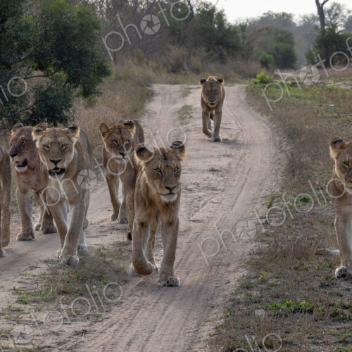 Lion pride, Panthera leo, walking together. Lion pride, Panthera leo, walking together.