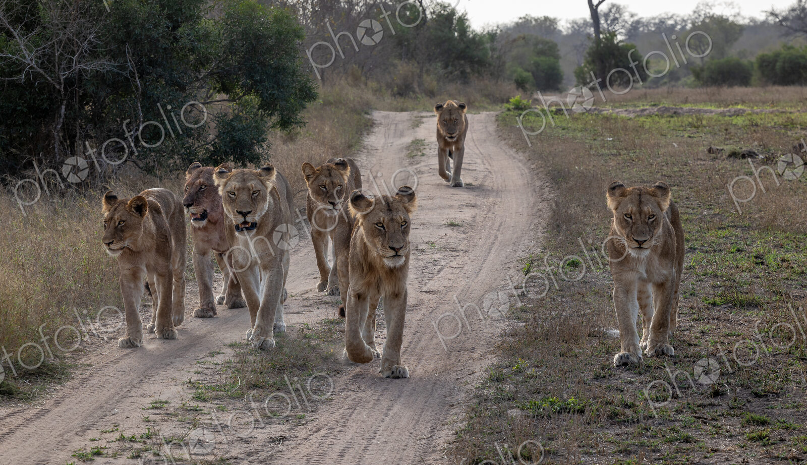 Lion pride, Panthera leo, walking together.