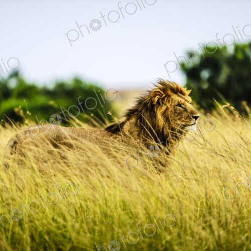 Lion standing in tall grass Lion standing in tall grass
