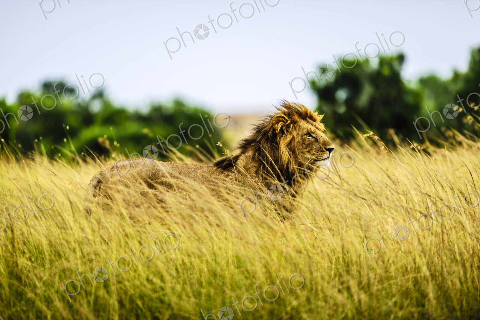 Lion standing in tall grass