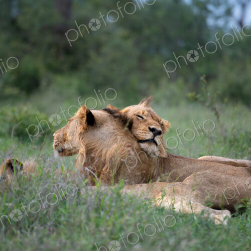 Lion sub-adults, Panthera Leo, lying on each other. Lion sub-adults, Panthera Leo, lying on each other.