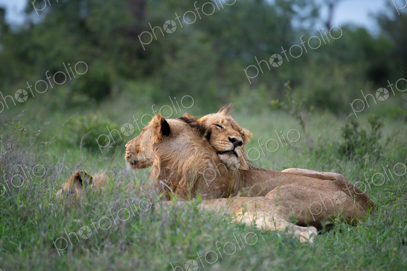Lion sub-adults, Panthera Leo, lying on each other.