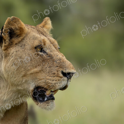 Lioness, Panthera leo, close-up portrait.