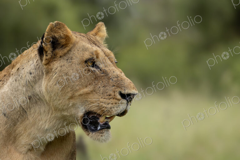 Lioness, Panthera leo, close-up portrait.