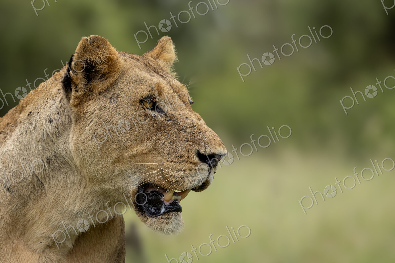 Lioness, Panthera leo, close-up portrait.